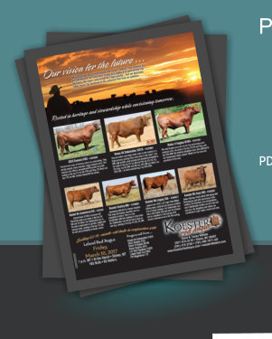 CowCamp Catalogs - Quality Catalogs for your next Cattle Production sale!